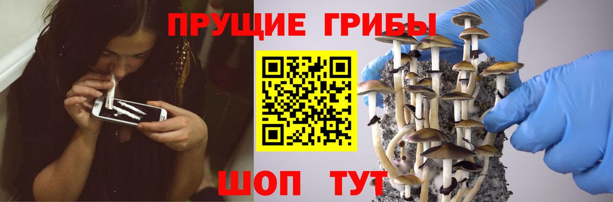 Псилоцибиновые грибы Psilocybe Кудымкар